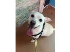 Adopt Happy a Tan/Yellow/Fawn Jack Russell Terrier / Chiweenie / Mixed dog in