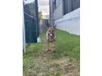 Adopt Mason a Tan/Yellow/Fawn - with Black Mutt / Mixed dog in Orange Park
