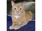 Adopt Wilbur (friendly) a Orange or Red Tabby Domestic Shorthair (short coat)