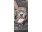 Adopt Mitzy a Gray/Blue/Silver/Salt & Pepper American Pit Bull Terrier / French