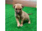 Adopt Dottie a Brown/Chocolate Shepherd (Unknown Type) dog in Apple Valley