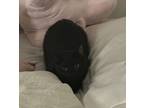 Adopt Mj a All Black Domestic Mediumhair / Mixed (short coat) cat in Haltom