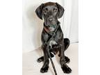 Adopt Jack a Black Labrador Retriever / Mixed dog in Scottsdale, AZ (41524697)