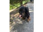 Adopt Mason a Black - with Tan, Yellow or Fawn Dachshund / Mixed dog in