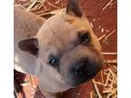 Adopt Tinkerbell a Tan/Yellow/Fawn Shar Pei / Mixed dog in Lafayette