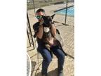 Adopt Brannon a Black - with White Labrador Retriever / Mixed dog in Houston