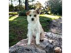 Adopt Lyla a White - with Brown or Chocolate Australian Terrier / Mixed dog in