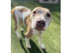 Adopt Sasha a White American Pit Bull Terrier / Mixed Breed (Medium) / Mixed