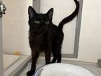 Adopt Pangea a Domestic Shorthair / Mixed (short coat) cat in Raleigh