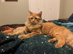 Adopt Gary a Orange or Red Tabby Domestic Mediumhair / Mixed (medium coat) cat