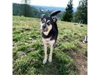 Adopt Hank a Black - with Tan, Yellow or Fawn German Shepherd Dog / Mixed dog in
