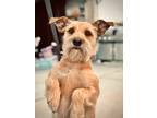 Adopt Fidget a Tan/Yellow/Fawn Jack Russell Terrier / Schnauzer (Miniature) /