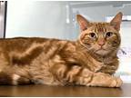 Adopt C24-71 Pacman a Domestic Shorthair / Mixed (short coat) cat in Columbia