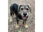 Adopt Dunhill Penn a Black - with Tan, Yellow or Fawn Shepherd (Unknown Type) /