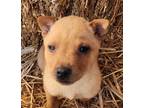 Adopt Toshka a Tan/Yellow/Fawn Shar Pei / Mixed dog in Lafayette, CA (41525394)