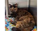 Adopt Nova a Tortoiseshell Domestic Shorthair / Mixed (short coat) cat in Bay
