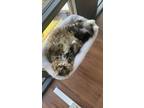 Adopt Carlos a Brown or Chocolate Maine Coon / Mixed (long coat) cat in