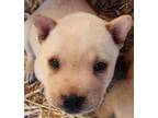 Adopt Timmy a White - with Tan, Yellow or Fawn Shar Pei / Mixed dog in