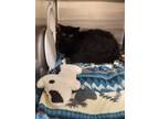 Adopt 2024-05-210 a Domestic Longhair / Mixed (long coat) cat in Winder