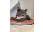 Adopt Gulliver a Gray or Blue Domestic Shorthair / Mixed Breed (Medium) / Mixed