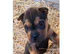 Adopt Tommy a Black - with Tan, Yellow or Fawn Shar Pei / Mixed dog in