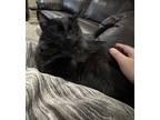 Adopt Kitty or Kit Kat a All Black Siberian / Mixed (medium coat) cat in Las