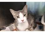 Adopt Missy a Gray or Blue (Mostly) Domestic Shorthair (short coat) cat in House