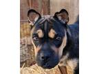 Adopt Tory a Black - with Tan, Yellow or Fawn Shar Pei / Mixed dog in Lafayette