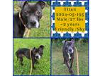 Adopt 2024-05-195 *Titan* a American Pit Bull Terrier / Mixed dog in Winder