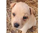 Adopt Tonka a Tan/Yellow/Fawn Shar Pei / Mixed dog in Lafayette, CA (41525379)