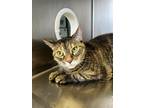 Adopt Lynxie a Domestic Shorthair / Mixed cat in Cornwall, ON (41525285)