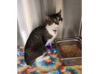 Adopt 18859 a Domestic Shorthair / Mixed cat in Covington, GA (41525281)