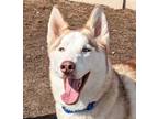 Adopt Lobo a Husky dog in Yankton, SD (41523873)