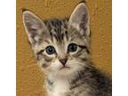 Adopt Wilson a Domestic Shorthair cat in Yankton, SD (41522315)