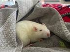 Adopt Ivy a White Rat (short coat) small animal in Summerfield, FL (41525338)