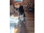Adopt Buddy a White - with Black Mutt / Mutt / Mixed dog in Newnan