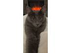 Adopt Blu a Gray, Blue or Silver Tabby Russian Blue / Mixed (long coat) cat in