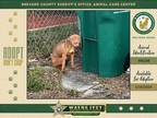 Adopt Carmella a Mixed Breed (Medium) / Mixed dog in Melbourne, FL (41525318)