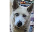 Adopt Stella a White Husky / Mixed dog in Lafayette, CA (41525270)