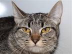 Adopt MUMSY a Brown or Chocolate Domestic Mediumhair / Mixed (medium coat) cat