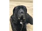 Adopt Dallas a Brindle Mastiff / Mixed dog in Oceano, CA (41525246)