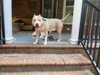 Adopt Kane a Tan/Yellow/Fawn - with White American Pit Bull Terrier / Mixed dog