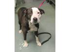Adopt Beauty a American Staffordshire Terrier / Mixed dog in Raleigh