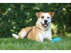 Adopt Jean Claude a Labrador Retriever / Mixed dog in Raleigh, NC (41525170)