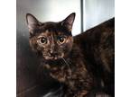 Adopt Prickly Pear a Tortoiseshell Domestic Shorthair (short coat) cat in House