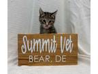 Adopt Gifoyle a Tan or Fawn Tabby Calico (short coat) cat in Bear, DE (41525101)