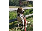 Adopt Jakey a Brindle - with White Treeing Walker Coonhound / Great Dane / Mixed