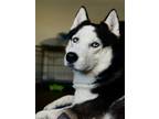 Adopt Leo a White - with Black Husky / Mixed dog in Houston, TX (41524703)