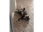 Adopt Cupcake a Gray or Blue American Shorthair / Mixed (short coat) cat in