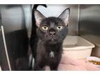 Adopt Mamie a All Black Domestic Shorthair (short coat) cat in House Springs